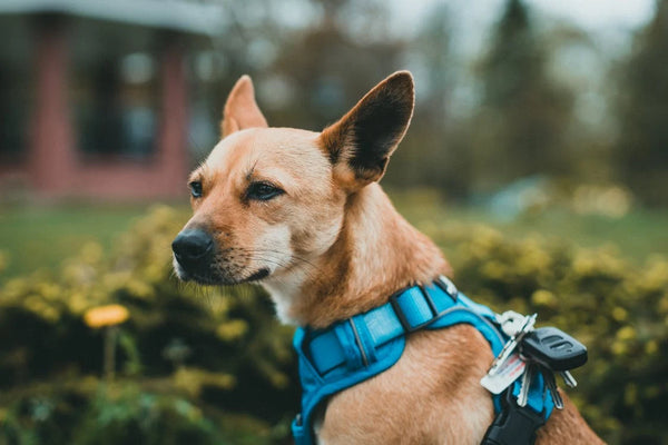 A Comprehensive Guide to Choosing the Right Dog Collar or Harness