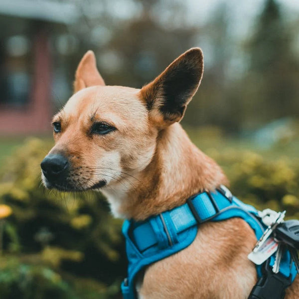 A Comprehensive Guide to Choosing the Right Dog Collar or Harness