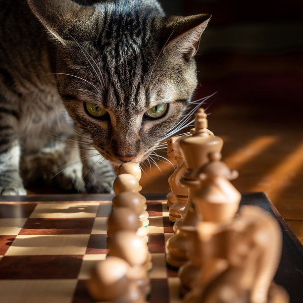 Top 5 Interactive Toys to Keep Your Cat Entertained for Hours